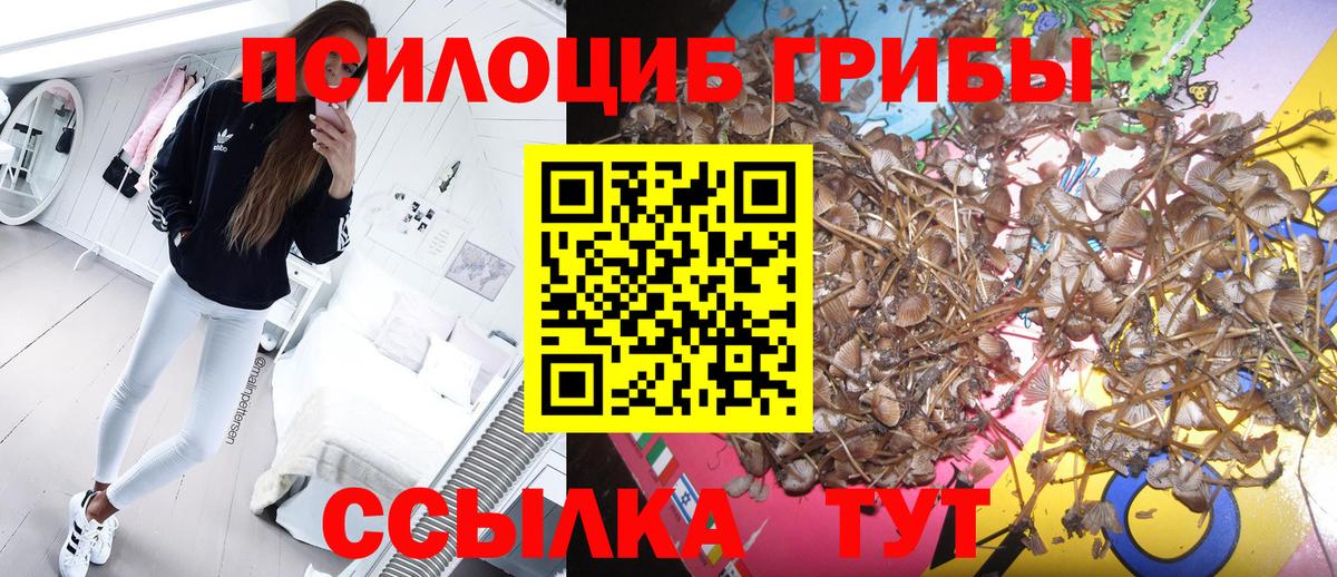 Ростов-на-Дону  Псилоцибиновые грибы Psilocybine cubensis  Вход с VPN 